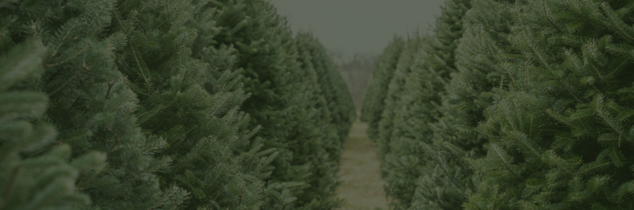 Ihre Bäume, mit uns richtig gut verpackt